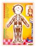 Human body puzzle