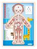 Human body puzzle - Boy CZ