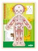 Human body puzzle - Girl EN