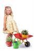 Garden wheelbarrow - red