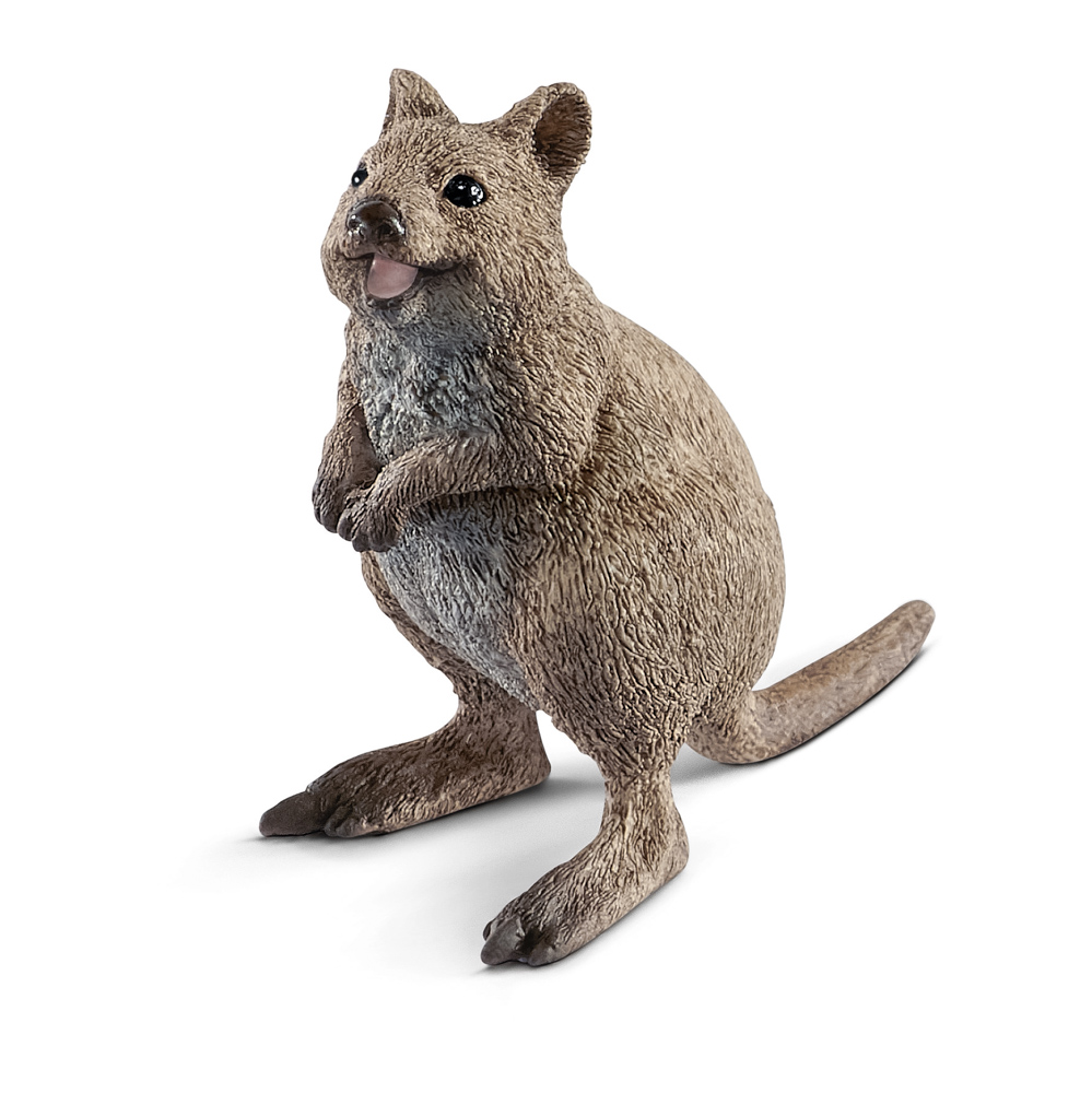 Klokan Quokka, nové