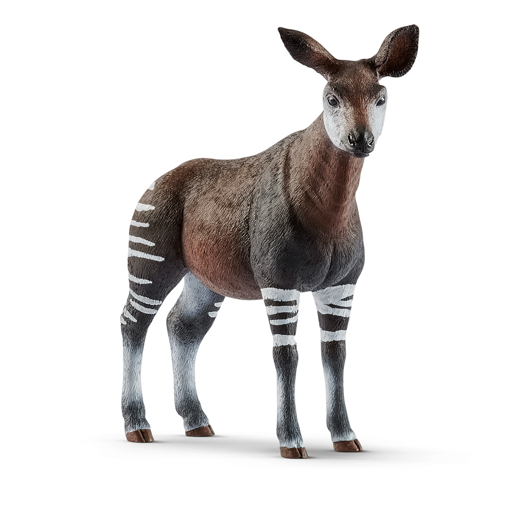 Okapi, nové